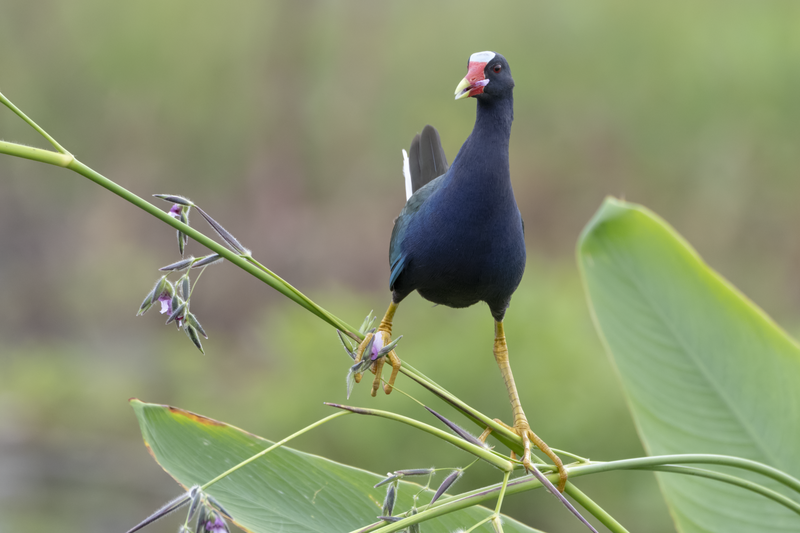 Purple gallinule on a fire flag. Nikon D500 with Nikon 80-400mm f/4.5-5.6 VRII AF-S ED lens; 1/1000 second at f/5.6; ISO 1800